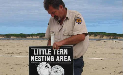 NPWS field officer Jeff Taylor installing signs about the Little Tern colony. NPWS field officer Jeff Taylor installing signs about the Little Tern colony.